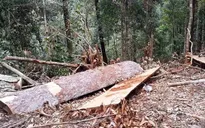 Bình Định: Sẽ khởi tố vụ án khai thác gỗ rừng phòng hộ trái phép