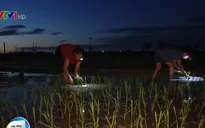 Tránh nắng nóng, nông dân Hà Nội cấy lúa đêm
