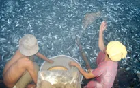 Chuỗi liên kết sản xuất cá tra: Từ vui mừng đến thất vọng