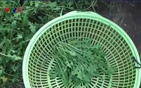 Người dân xứ dừa Bến Tre làm giàu từ cây sâm biển