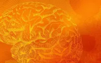 Tìm ra cách ngăn chặn lão hóa mạch não, cải thiện trí nhớ