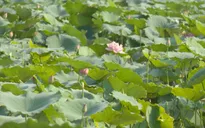 Trà sen Làng Chèm, một nét đẹp của người Hà Nội