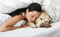 Ngủ với thú cưng có nguy cơ lây nhiễm bệnh gì?