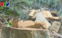 Vụ phá rừng tự nhiên phòng hộ tại Bình Định: Có dấu hiệu của tội phạm hình sự
