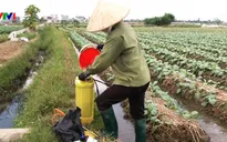 Khuyến cáo khi phun thuốc bảo vệ thực vật