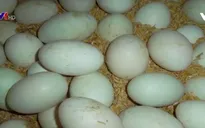 Trứng vịt sốt hàng tăng giá