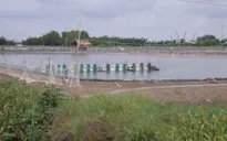 Hiệu quả tập huấn canh tác lúa - tôm thích ứng với biến đổi khí hậu