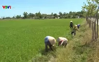Hà Tĩnh nỗ lực cứu lúa Hè Thu trong nắng hạn