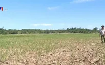 Hàng nghìn ha lúa khô hạn ở Thanh Hóa