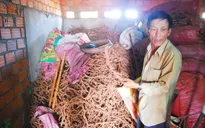 Đề nghị Công an điều tra việc mua bán rễ hồ tiêu