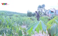 Quảng Ngãi thu hồi hơn 14.000ha đất lâm nghiệp giao cho dân