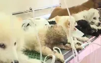 Hàng loạt thú cưng phải nhập viện do nắng nóng