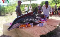 Cá voi nặng 200 kg trôi dạt vào bờ biển Quảng Nam