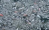 Cá chết ở hồ Tây có thể do thời tiết