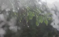 Những lưu ý khi du lịch Đà Lạt mùa mưa