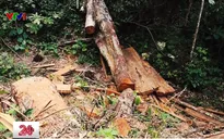 Hà Giang: Ngang nhiên tàn phá rừng tự nhiên