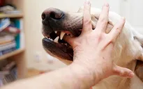 Thêm 2 người bị chó cắn phải nhập viện