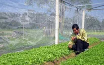 Vắng bóng doanh nghiệp đầu tư nông nghiệp