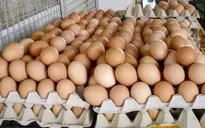 Ứng dụng công nghệ cao sản xuất trứng sạch để xuất khẩu