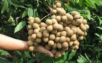 Hưng Yên khẳng định không nhúng nhãn vào lưu huỳnh