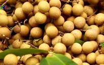 Nông sản Sơn La đến gần với người tiêu dùng