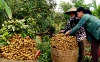 Xúc tiến tiêu thụ nhãn lồng Hưng Yên