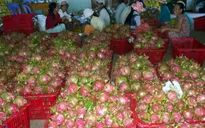 Thanh long xuất khẩu phụ thuộc vào một thị trường