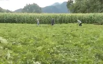 Một nông dân Hà Giang xây dựng cánh đồng trồng dược liệu