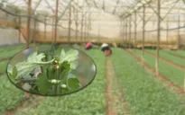 Thiệt hại tiền tỷ ở vùng trồng hoa cúc Đà Lạt