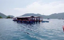 Bỏ ngỏ quản lý bè du lịch tự phát trên vịnh Vũng Rô