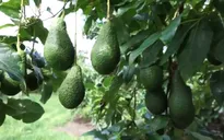 Tiềm năng phát triển cây bơ ở Việt Nam