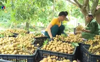 Xuất khẩu 2.000 tấn nhãn Sơn La sang Trung Quốc