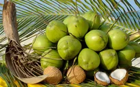 Chuyện nhà nông với nông nghiệp: Tam Quan xanh lại những vườn dừa