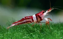 Tôm càng đe dọa hệ sinh thái nước ngọt ở Đức