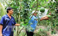 Tiềm năng xuất khẩu của bưởi Việt Nam