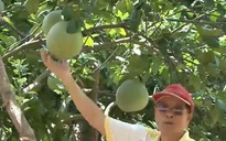 Kinh nghiệm trồng bưởi hữu cơ của Thái Lan