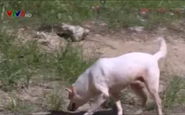 Hiểm họa từ chó thả rông