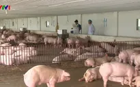Dự thảo Luật Chăn nuôi: Khuyến khích chăn nuôi theo chuỗi