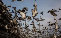 Đua chim bồ câu - Môn thể thao thượng lưu tại Nam Phi