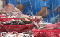 Xuất khẩu cá tra sang thị trường EU có dấu hiệu phục hồi
