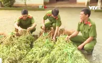 Người trồng hàng trăm cây cần sa tại Đắk Lắk khai… để cho gà ăn