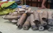 Thu giữ gần 200 kg ngà voi tại huyện Thường Tín (Hà Nội)