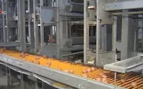 Thị trường rộng mở với trứng công nghệ cao