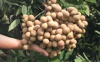 Sở NN&PTNT Hưng Yên: Không có chuyện nhãn nhúng lưu huỳnh
