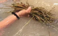 VIDEO: Lũ về nhanh nhấn chìm nhiều diện tích lúa, hoa màu ở ĐBSCL