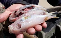 Cá nóc gai xào lá quế - Món ngon không phải ai cũng dám thử!
