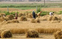 Sản xuất nhiên liệu từ… rơm