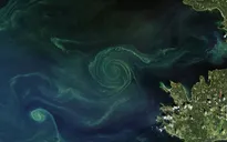 Tảo độc phát triển mạnh ở biển Baltic