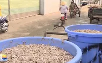 Nhà Trang: Khó di dời cơ sở sản xuất nước mắm ra khỏi thành phố