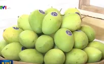 Liên kết bảo hộ thương hiệu xoài Đồng Tháp